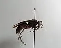 Anoplius lepidus