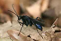 Anoplius lepidus - photo 2