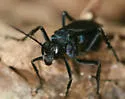 Anoplius lepidus - photo 3
