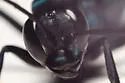 Anoplius lepidus - photo 4