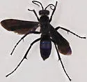 Anoplius lepidus - photo 5