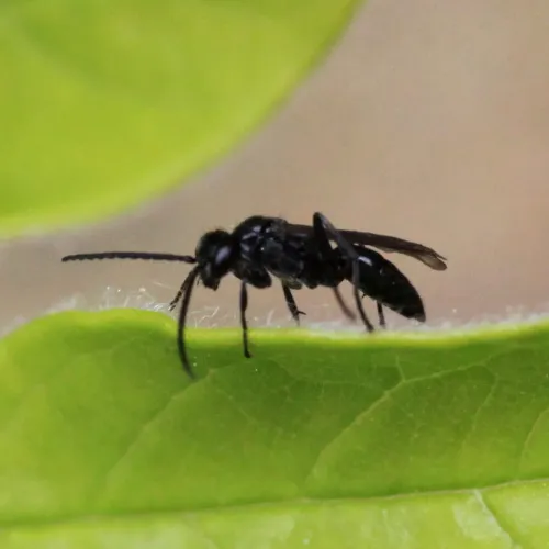 Anoplius nigerrimus
