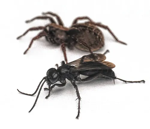 Anoplius nigerrimus - photo 2