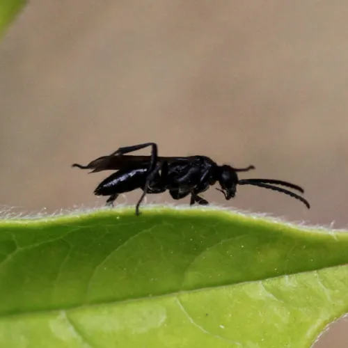 Anoplius nigerrimus - photo 3