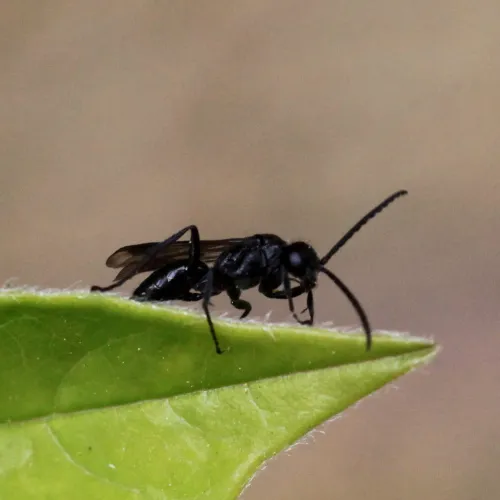 Anoplius nigerrimus - photo 4