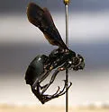 Anoplius nigritus