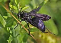 Anoplius nigritus - photo 2