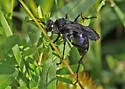 Anoplius nigritus - photo 3