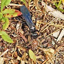 Anoplius nigritus - photo 4
