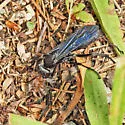 Anoplius nigritus - photo 5