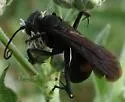 Anoplius semicinctus