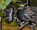Anoplius semicinctus - photo 2