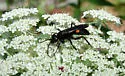 Anoplius semicinctus - photo 4