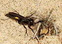 Anoplius semicinctus - photo 5
