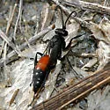 Anoplius semirufus