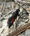 Anoplius semirufus - photo 2