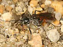 Anoplius semirufus - photo 3
