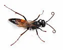 Anoplius semirufus - photo 4