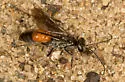 Anoplius semirufus - photo 5