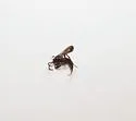 Anoplius subcylindricus