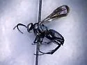 Anoplius toluca