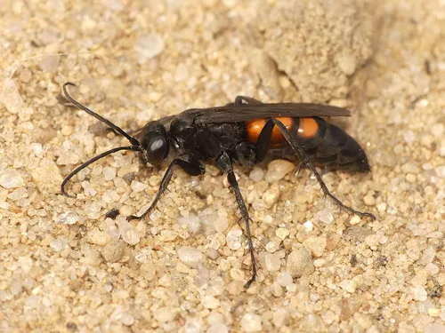 Black-banded Spider Wasp