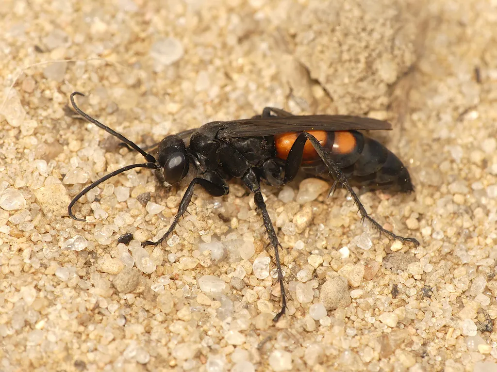Black-banded Spider Wasp - photo 2