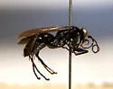 Anoplius virginiensis