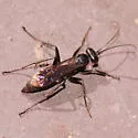 Anoplius virginiensis - photo 2