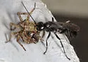 Anoplius virginiensis - photo 3