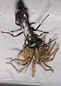 Anoplius virginiensis - photo 4