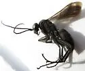 Anoplius virginiensis - photo 5