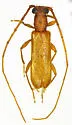 Anoplocurius altus