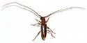 Anoplocurius canotiae - photo 2