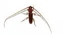 Anoplocurius canotiae - photo 3