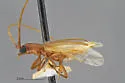 Anoplocurius canotiae - photo 4