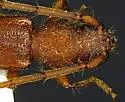 Anoplocurius canotiae - photo 5