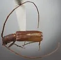 Anoplocurius incompletus
