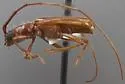 Anoplocurius incompletus - photo 2