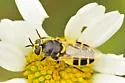 Anoplodonta nigrirostris - photo 2