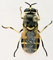 Anoplodonta nigrirostris - photo 3