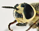 Anoplodonta nigrirostris - photo 4