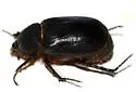 Anoplognatho dunnianus