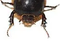 Anoplognatho dunnianus - photo 2