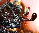 Anoplognatho dunnianus - photo 3