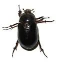 Anoplognatho dunnianus - photo 4