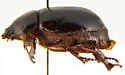 Anoplognatho dunnianus - photo 5