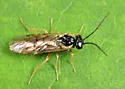 Anoplonyx canadensis - Anoplonyx canadensis