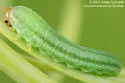 Anoplonyx luteipes - photo 2