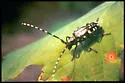 Asian Longhorned Beetle